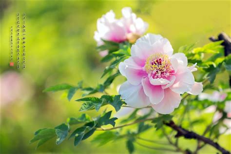 日本圓葉竹柏|花花世界